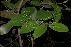Anodendron paniculatum